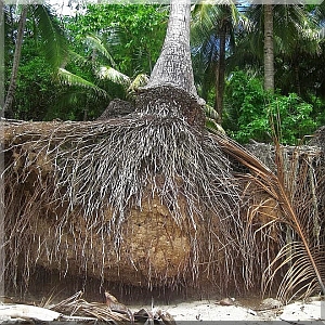 Palms do not have a tap root