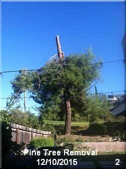 pine tree removal 2