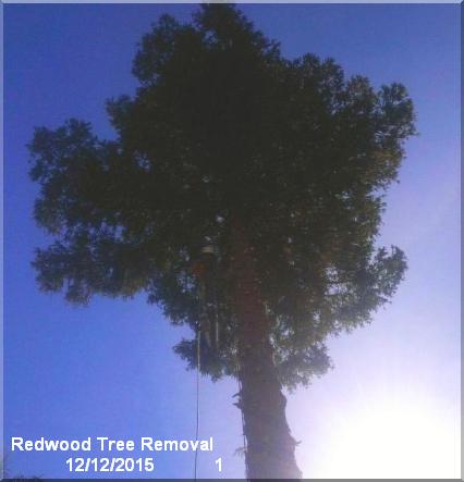 redwood tree removal 1